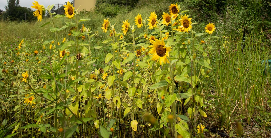 Power Plants sunflower planting phytoremediation. White Bay Sydney