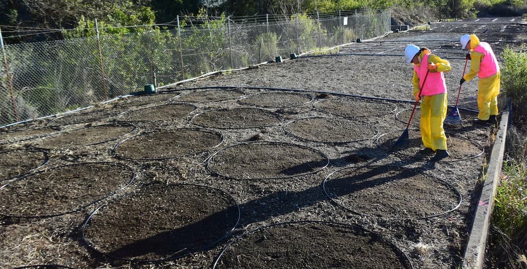 Phytoremediation: Sowing of seed into prepared circular experiment plots Photo: Ainslie Murray