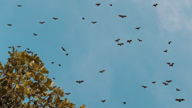 Bats are disoriented by urban light pollution. Photo: Serra Galos