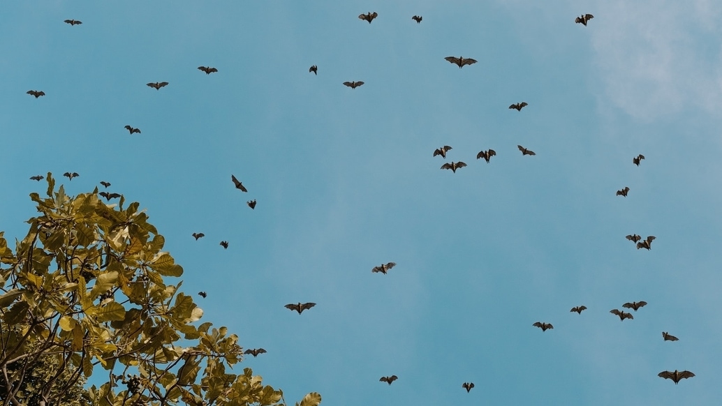 Bats are disoriented by urban light pollution. Photo: Serra Galos