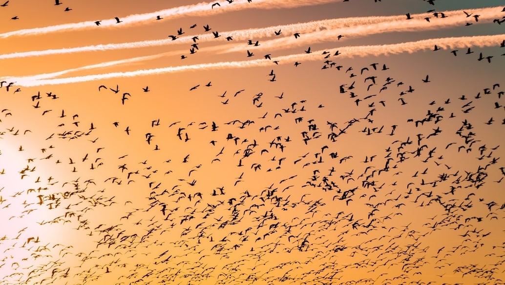 Light pollution affects migrating birds. Photo: Barth Bailey