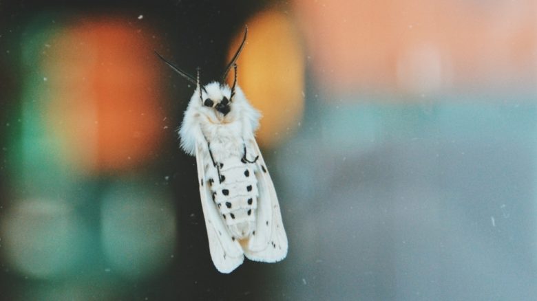 Moths and other insects are fatally attracted to city lights and reflections. Photo: Tim Goedhart