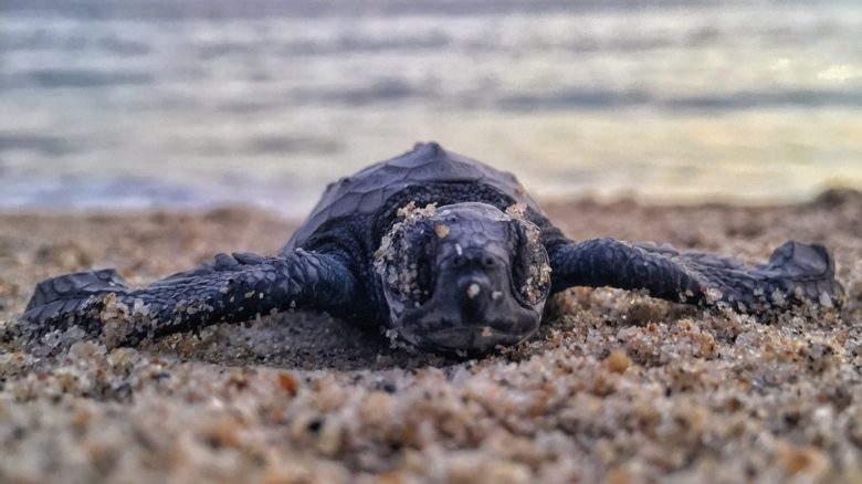 endangered turtle hatchlings head to urban lights rather than the reflection on waves.