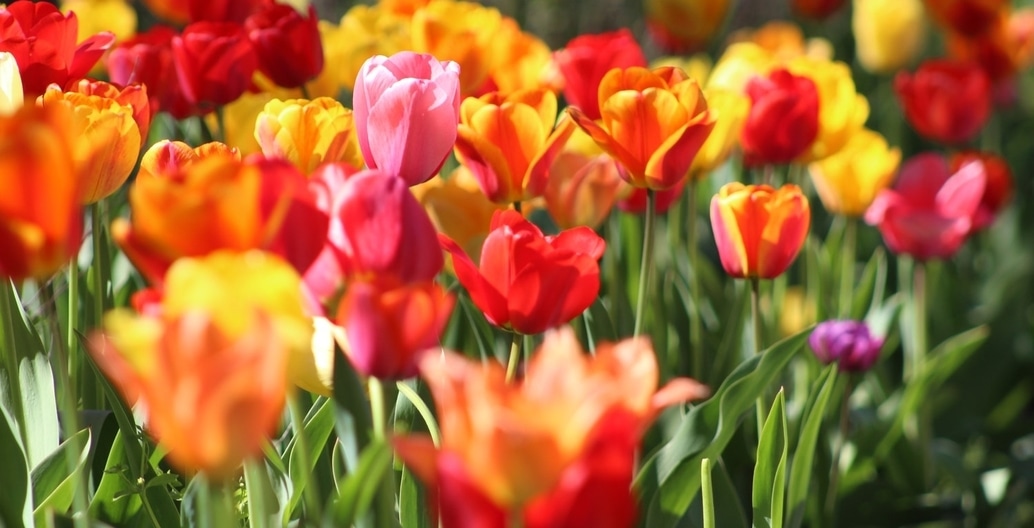 Bakker came from Holland aged nine, when toxic acid rain was common, the son of generations of tulip farmers.