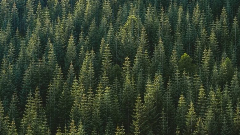 Christmas trees are conifers, like those of northern Europe. Germanic peoples have mythology rich in trees.