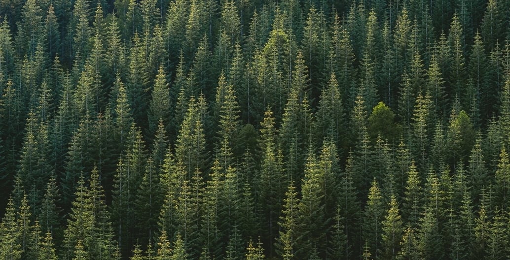Christmas trees are conifers, like those of northern Europe. Germanic peoples have mythology rich in trees.