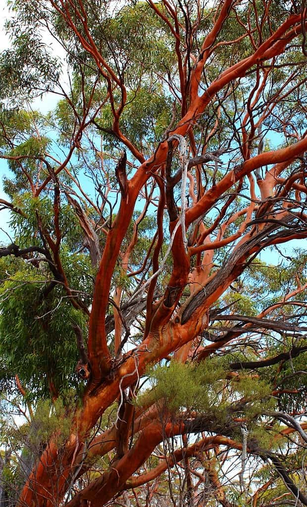 The beautiful coppery bark and sinewed trucks of Eucalyptus salubris make it a very sexy gum. Photo: Keren Gila CC BY-SA 4.0