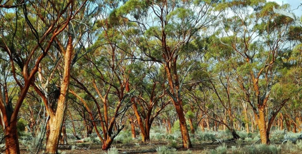 Dr Michael Whitehead thinks that Eucalyptus Salubris should be known as the Sexy Gum. Photo: Keren Gila CC BY-SA 4.0