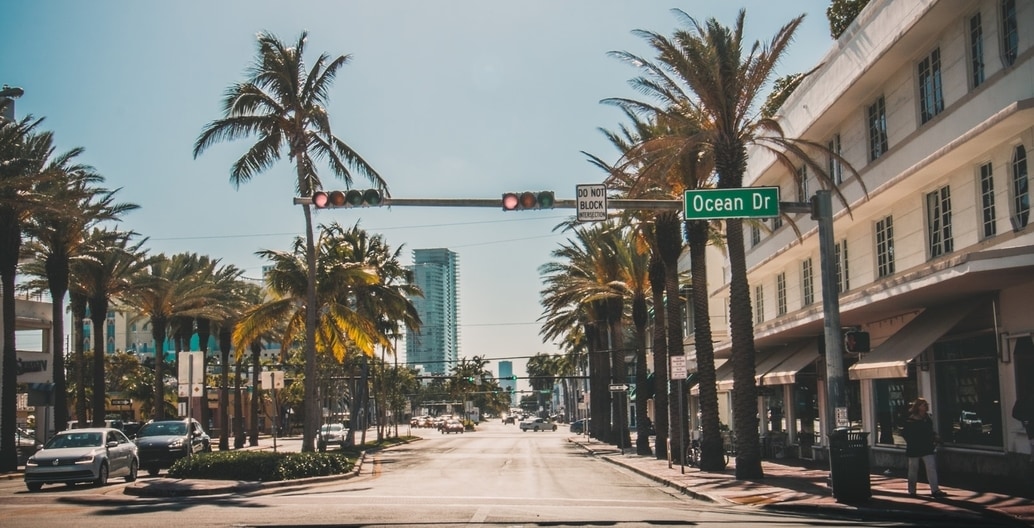 Palms are the iconic street tree of Miami. Photo: Frank Charles