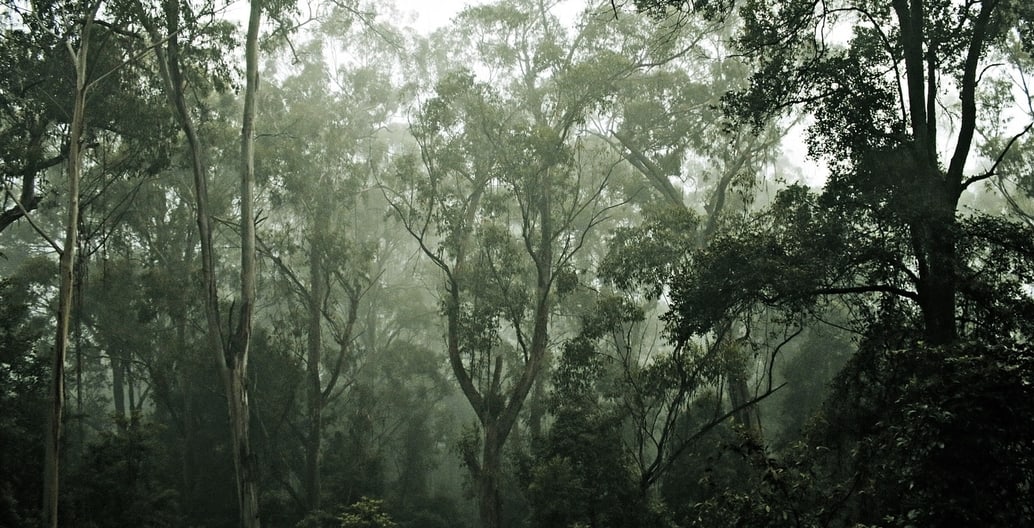 2019 is the international year of indigenous languages. A favourite story this month suggests we learn the original names of Australian trees.