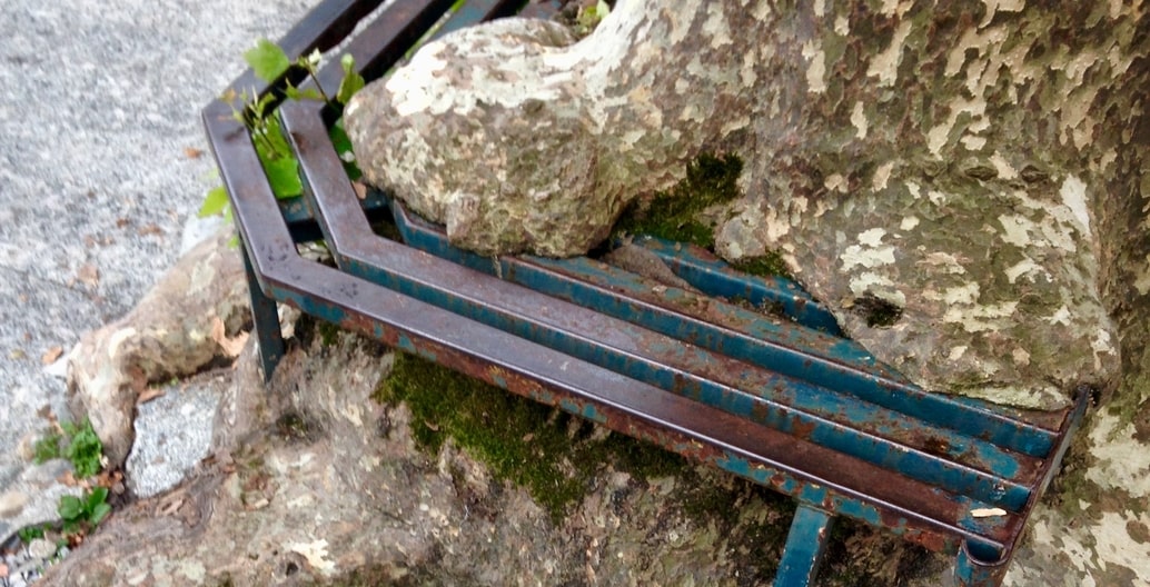 The green infrastructure of a street tree on Lake Como, Italy has been allowed to swallow seating infrastructure.