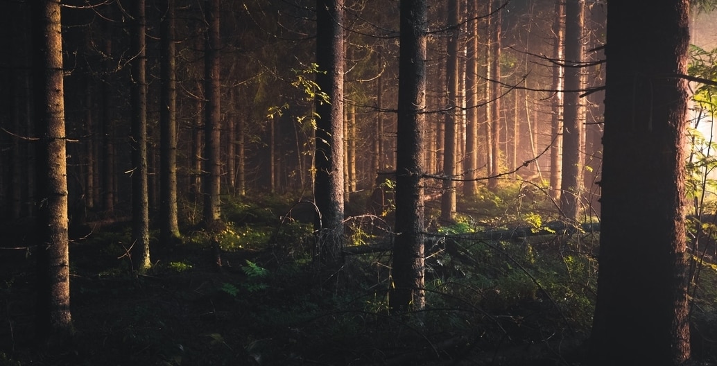 Forests are places of wonder and horror, from the slaughter of Romans in Teutoberg Forest to WWII in the Ardenne.