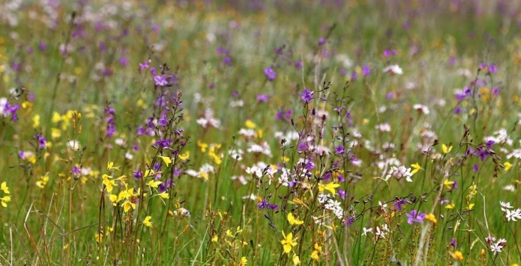 Fragrant purple chocolate lily amongst other indigenous wildflower species will be grown by FV for seeding projects.