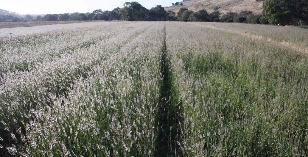 Rows of native Silky Blue Grass - Dichanthium sericeum - to be harvested for seed at Flora Victoria's seed production site north-west of Melbourne.