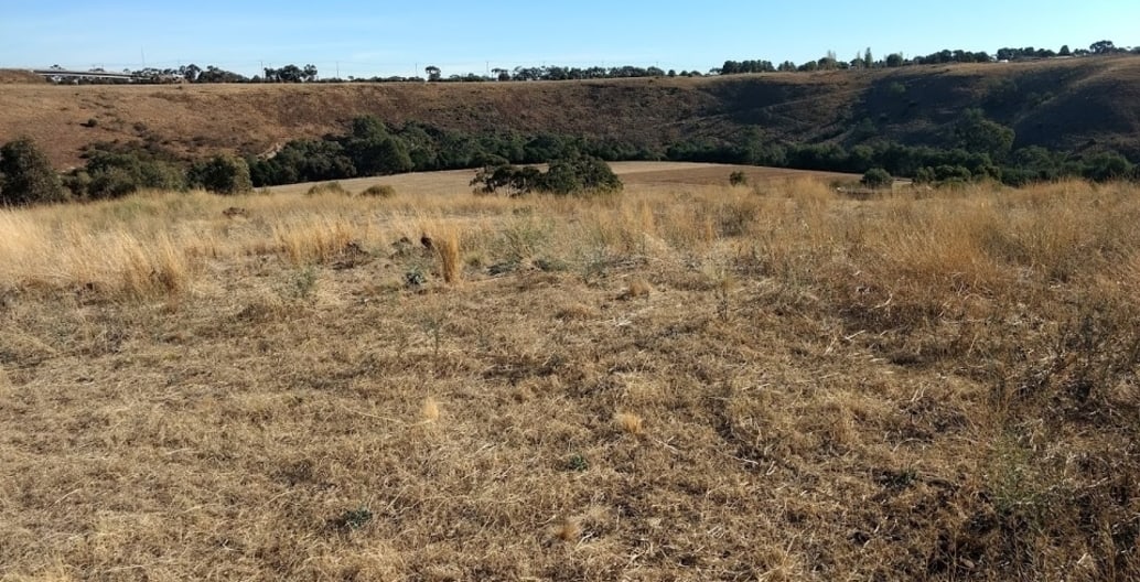 The weed-infested escarpment above the Flora Victoria site on the deposition bank of the Maribyrnong River 