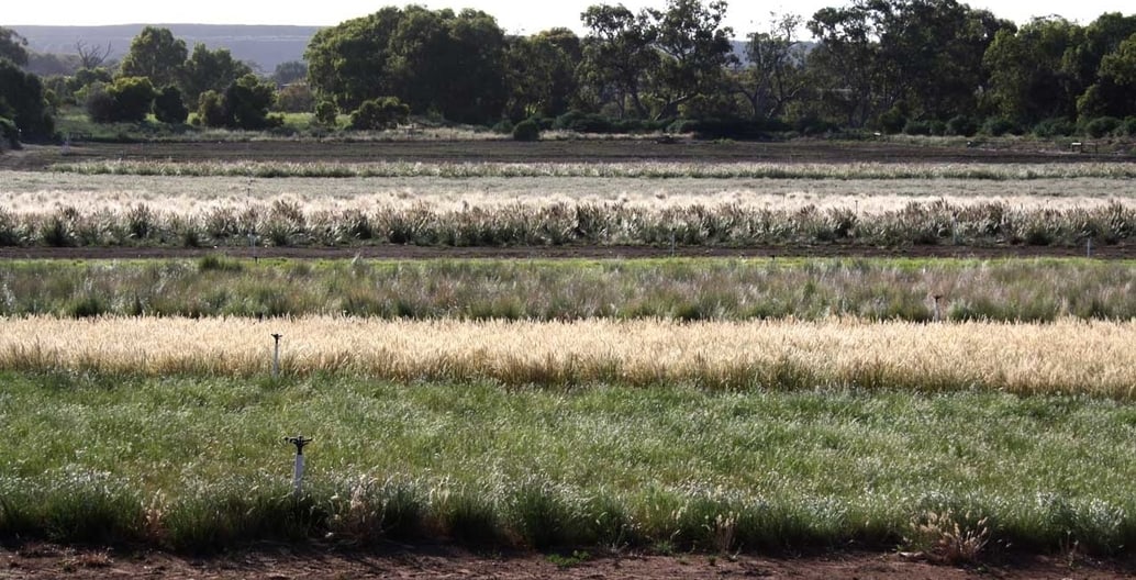 Rows of native grass species grown for seed at Flora Victoria seed production area just north-west of Melbourne.
