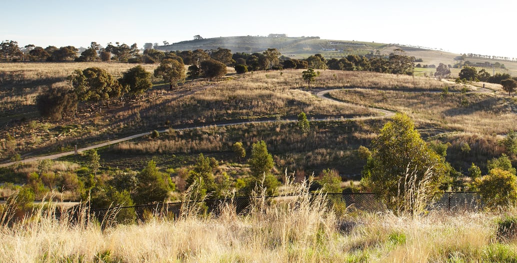 After: Well- established indigenous grassland by Flora Victoria with GbLA at Wanginu Park. Photo: Andrew Lloyd