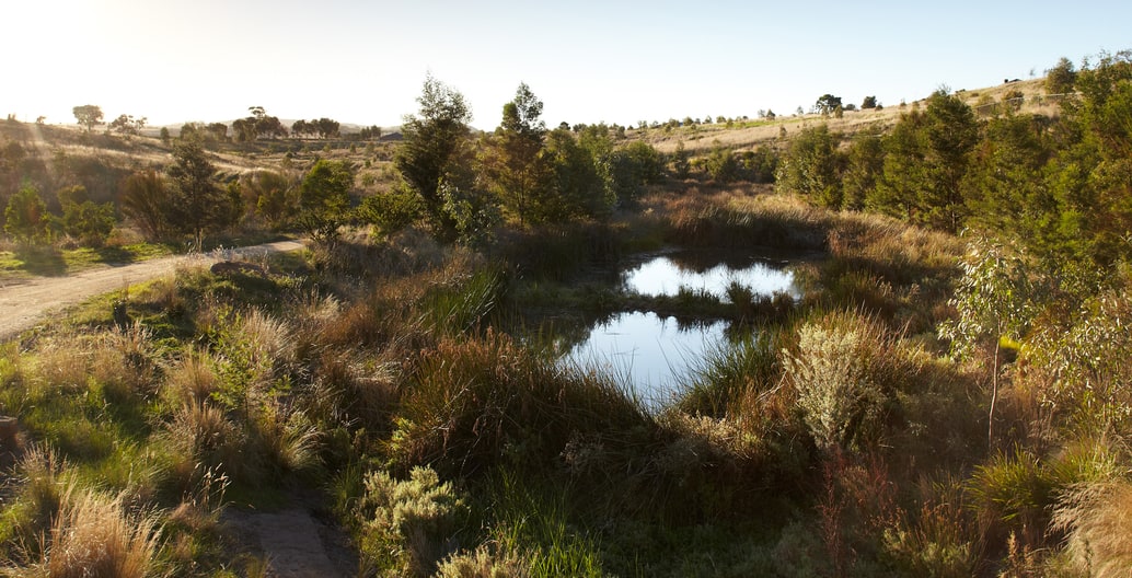 After: Creekline of a government-led residential estate, GbLA's Wanginu Park north of Melbourne has well-established native planting and surrounding grassland. Photo Andrew Lloyd