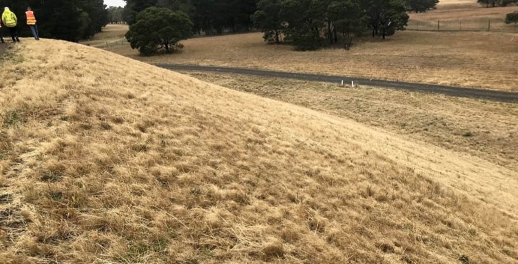 A thick cover of Wallaby Grass covers a Hamilton Treatment Plant dam wall seeded two years ago by Flora Victoria. Photo: FV