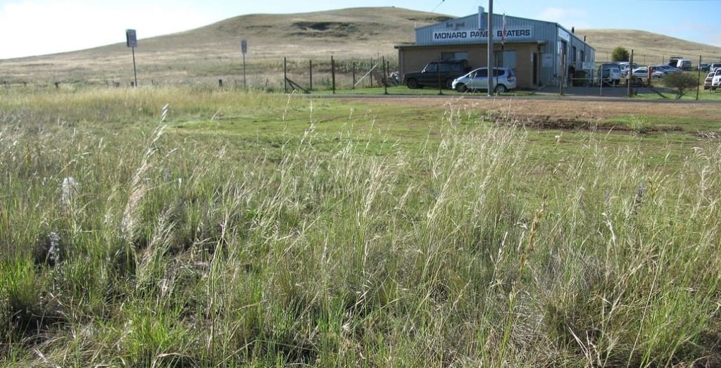 The grasslands of Monaro in New South Wales are at the centre of a Ministerial scandal for the Australian Government. Photo of Austrostipa bigeniculata habit: Harry Rose