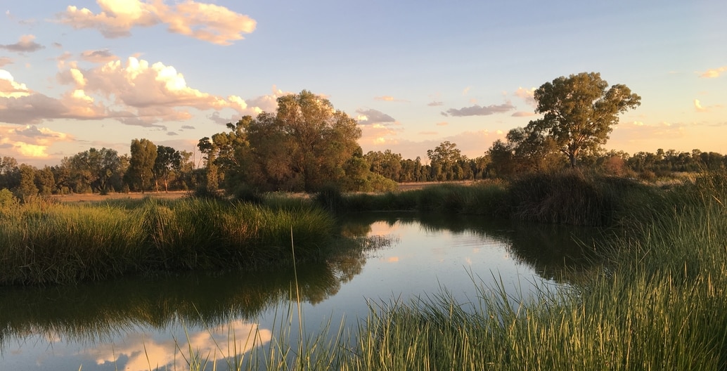 Charleville date farm: recycles all the town's wastewater through a wetland system.