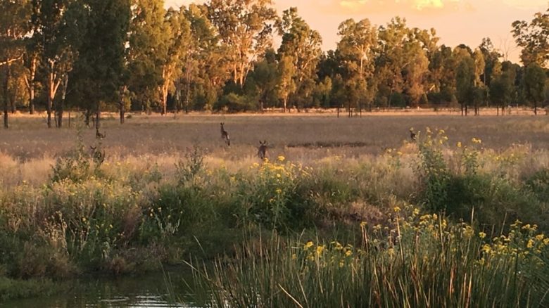 Charleville date farm: rehabilitates waterways to encourage bird and wildlife habitat.