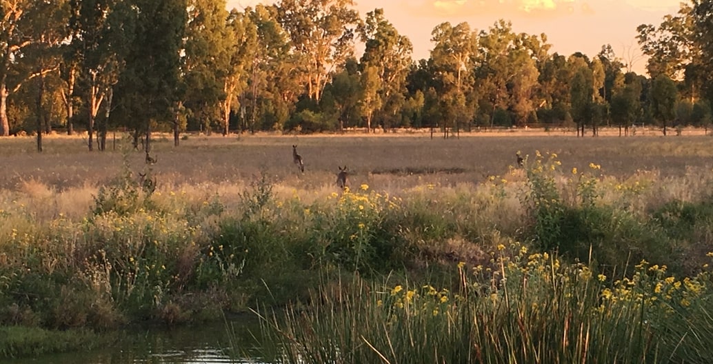 Charleville date farm: rehabilitates waterways to encourage bird and wildlife habitat.