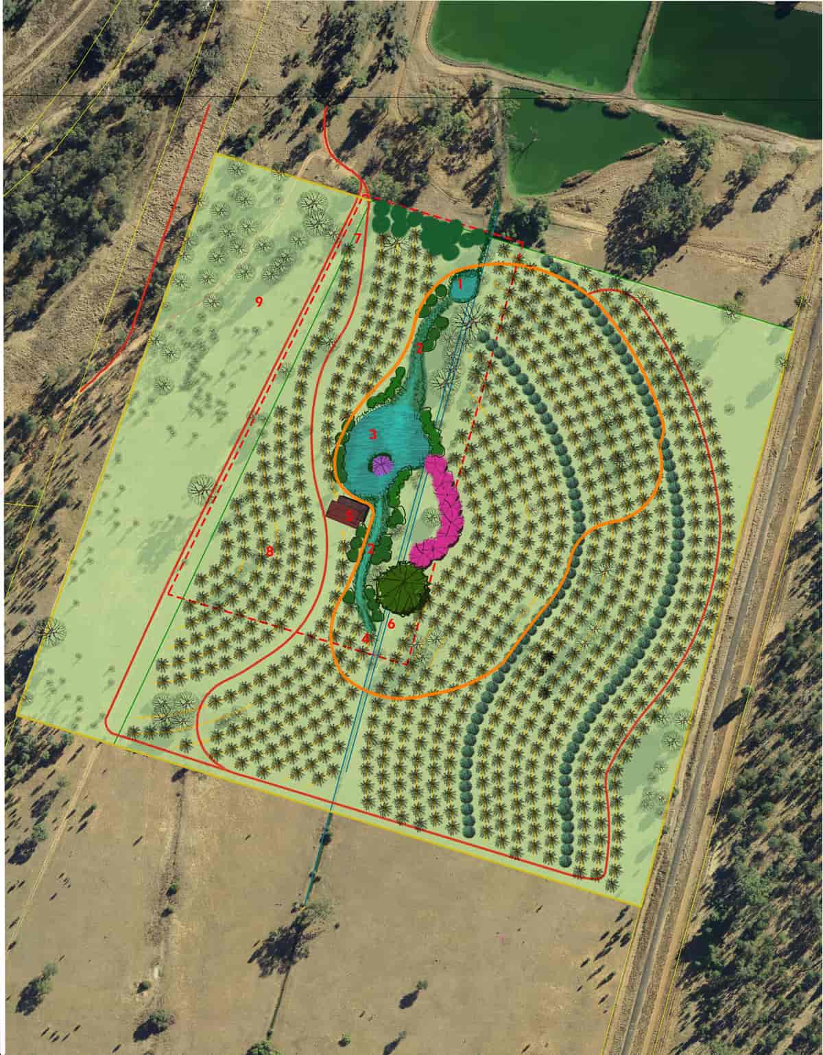 Charleville date farm: recycles town wastewater through a wetland system.