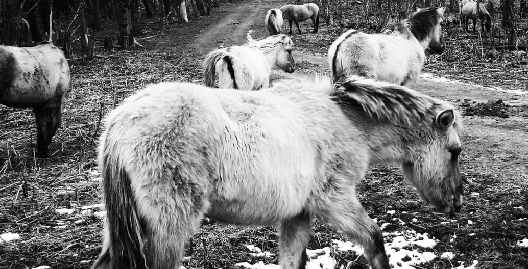 Konik ponies were returned to the Oostvaardersplassen as part of a native rewilding experiment. Photo: Steven Lek