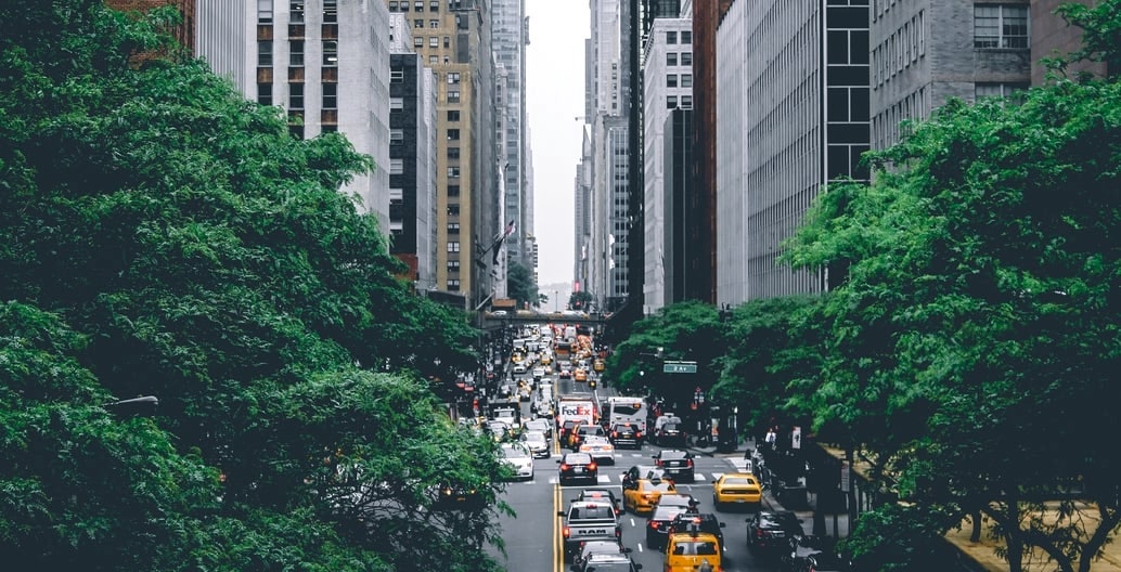 Mature street trees in New York City. Photo: Lerone Pieters