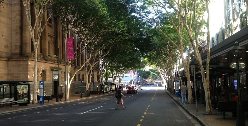 The tropical climate of Brisbane, Queensland encourages more vigorous street tree growth than elsewhere in Australia. Photo: kgbo1