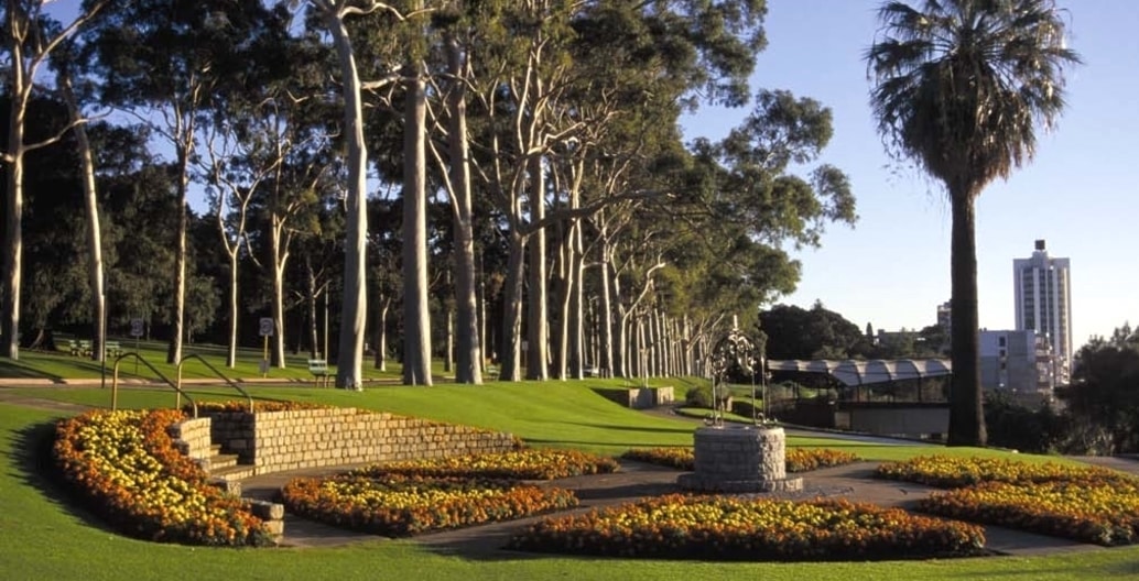 A formal avenue of native Lemon Gums welcomes visitors to Kings Park above the city of Perth in Western Australia where indigenous bush sits alongside decorative introduced species. Photo: d-bl