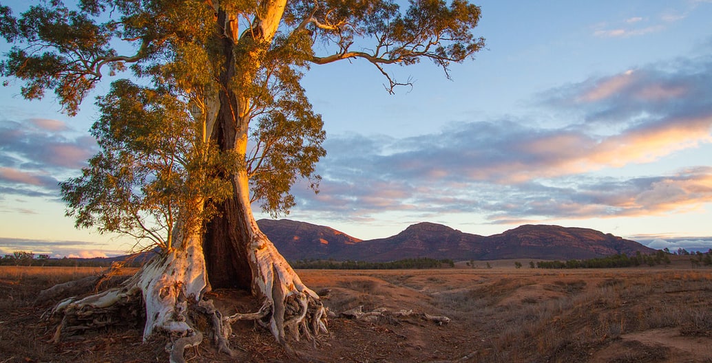 The Cazneaux tree in the Flinders Ranges, South Australia, was listed by the National Trust of South Australia as significant tree #239 on the Trust's Register of Significant Trees because of "its outstanding aesthetic beauty". Photo: Jacqui Barker