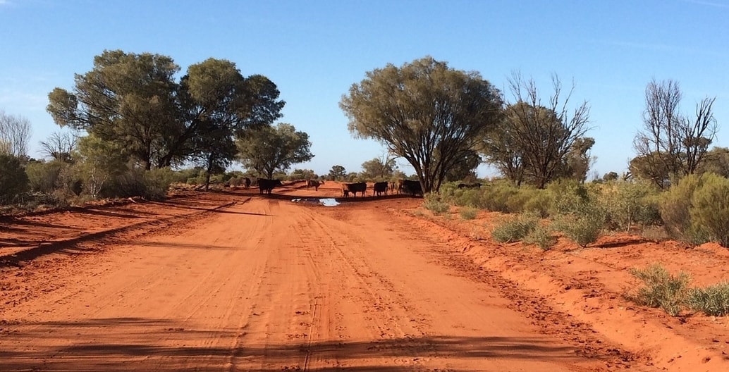 Climate volatility saw over 500,000 head of cattle die in floods earlier this year in drought-stricken parts of Queensland. Photo: thefollowmg