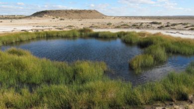 Under threat from climate change, the Bubbler is a natural spring and important cultural site for the Arabana people of the Kathi Thanda region. Photo: Melissa Nursey-Bray