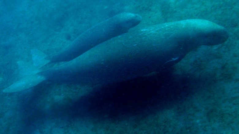 Increased storms, ocean acidification and warming will affect dugong, and the seagrass habitats on which they depend, changing their range and distribution over time. Photo: Nick Hobgood