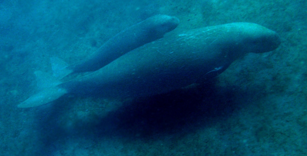 Increased storms, ocean acidification and warming will affect dugong, and the seagrass habitats on which they depend, changing their range and distribution over time. Photo: Nick Hobgood