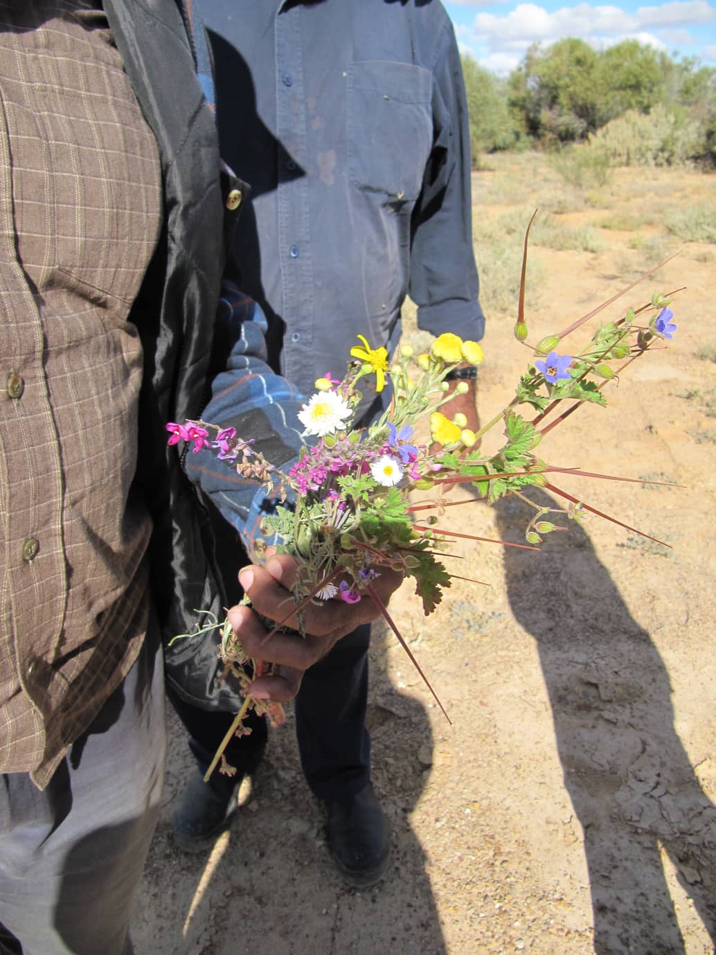 "We used to get so many flowers, so many kinds, now you just get a few and there not whole areas in flower, used to pick whole bunches!” (Oodnadatta respondent 2012 NCCARF Arabana report Nursey-Bray et al)