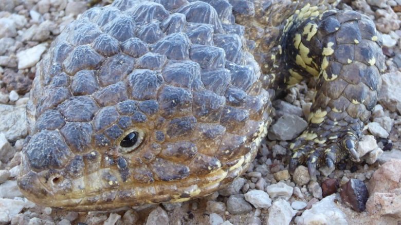 Climate change is affecting distribution of reptile and other desert species throughout Australia. Photo: Melissa Nursey-Bray