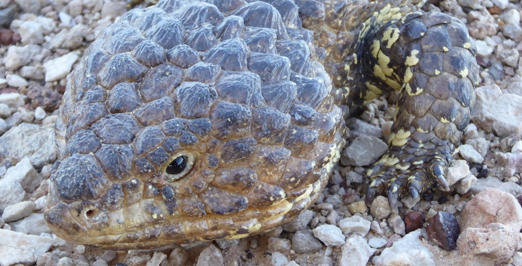 Climate change is affecting distribution of reptile and other desert species throughout Australia. Photo: Melissa Nursey-Bray