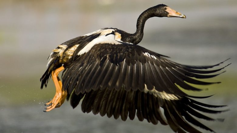 Increasing saltwater intrusion driven by climate change in the Kakadu freshwater wetlands, is likely to change the distribution of traditional food sources such magpie geese. Photo: Djambalawa