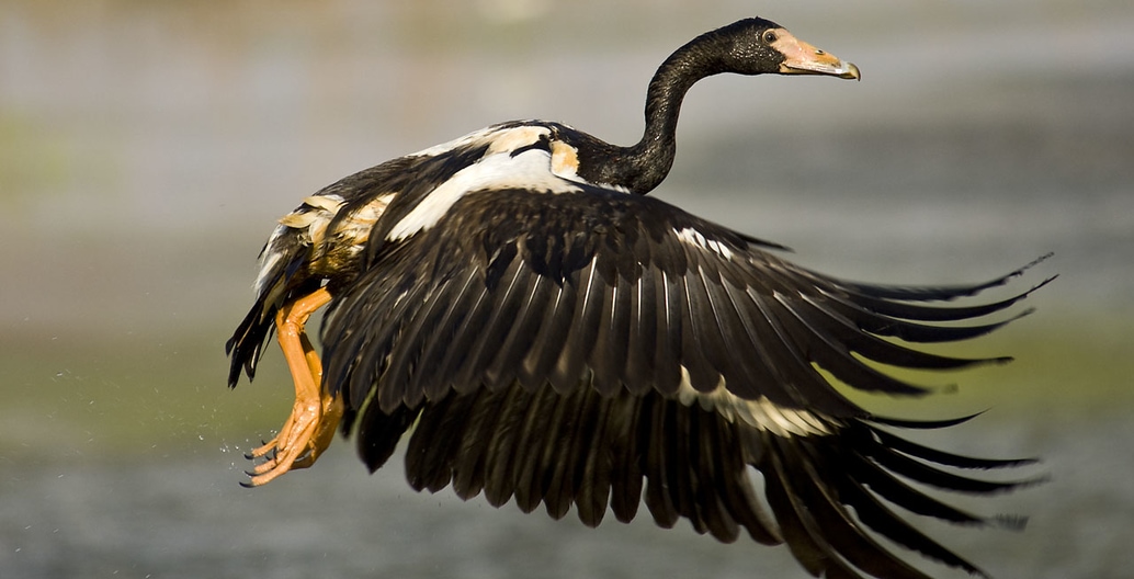 Increasing saltwater intrusion driven by climate change in the Kakadu freshwater wetlands, is likely to change the distribution of traditional food sources such magpie geese. Photo: Djambalawa