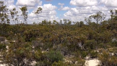 An experiment in West Australian shrublands mimics climate change to assess soil impacts. Photo: Joe Fontaine