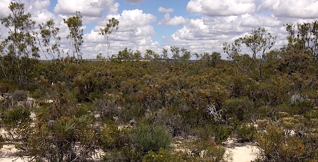 An experiment in West Australian shrublands mimics climate change to assess soil impacts. Photo: Joe Fontaine