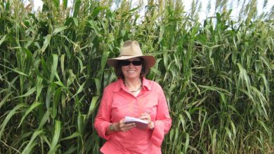 The leaves of sorghum (pictured) can be toxic to cattle; the level of toxicity is linked to climate change in its environment.