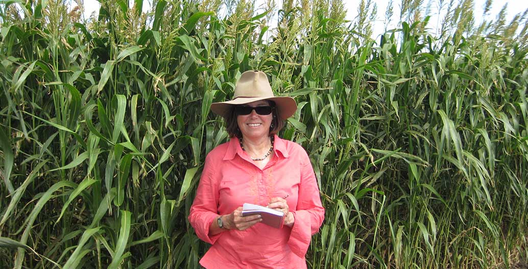 The leaves of sorghum (pictured) can be toxic to cattle; the level of toxicity is linked to climate change in its environment.