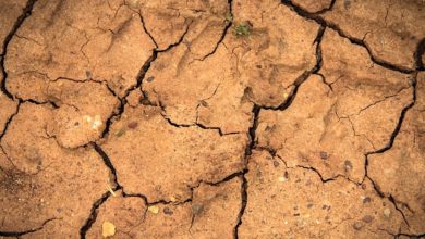 The Murray-Darling Basin, Australia's food bowl, had yet another poor season, with less than half its typical rain. Photo: Holder Link