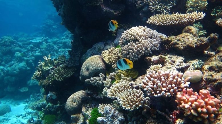 Australia's Great Barrier Reef is the world's largest coral reef. In 1981 it was the first coral ecosystem to receive world heritage status. Photo: Wise Hok Wail