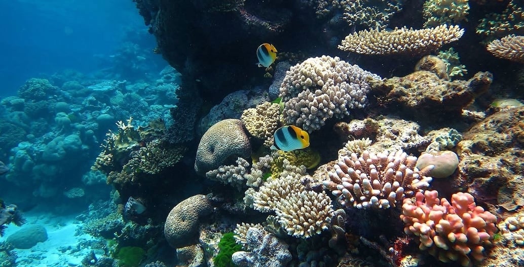 Australia's Great Barrier Reef is the world's largest coral reef. In 1981 it was the first coral ecosystem to receive world heritage status. Photo: Wise Hok Wail