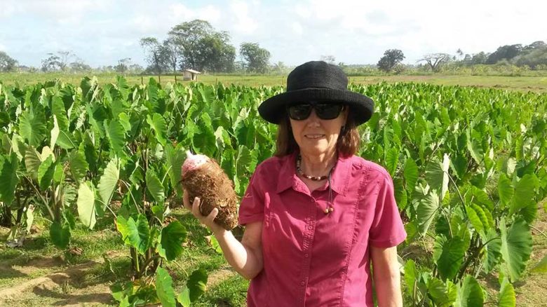 When the sea level rises, Gleadow has shown that Taro (pictured) will tolerate a certain increase in the amount of salt in groundwater.